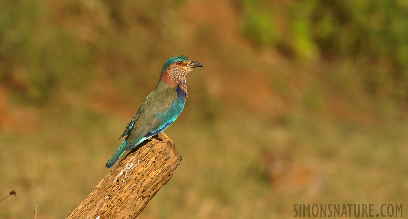 Coracias benghalensis indicus [550 mm, 1/800 sec at f / 9.0, ISO 800]